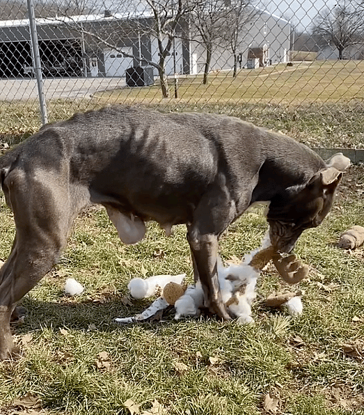 Pit Bull Has Huge Tumor on Stomach