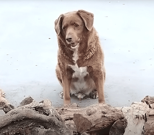 Oldest Dog in History