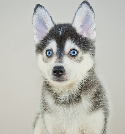 a pomsky