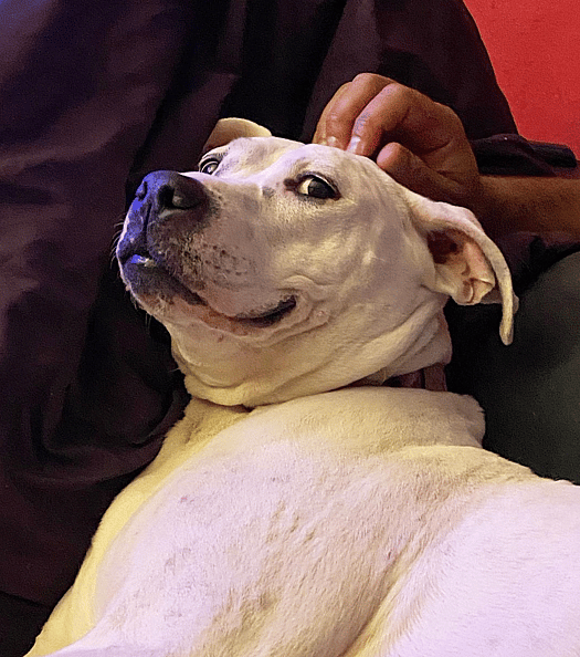 Dalmatian Pit Bull Mix