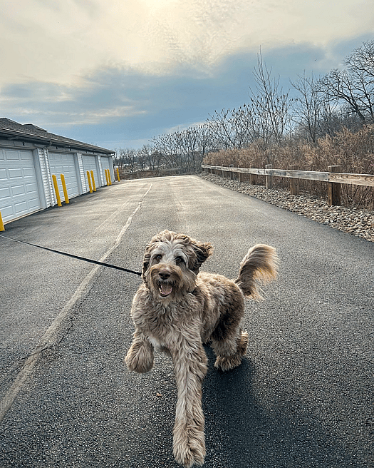 Scooby the Red Merle Aussiedoodle
