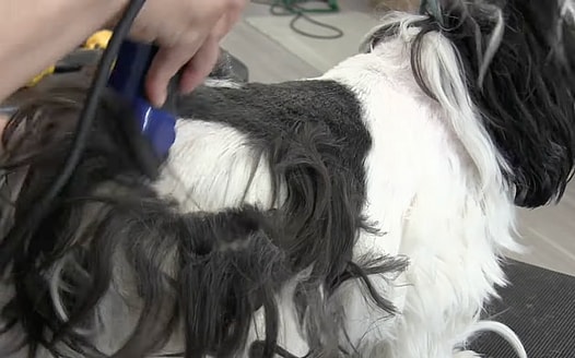 Shaved Shih Tzu