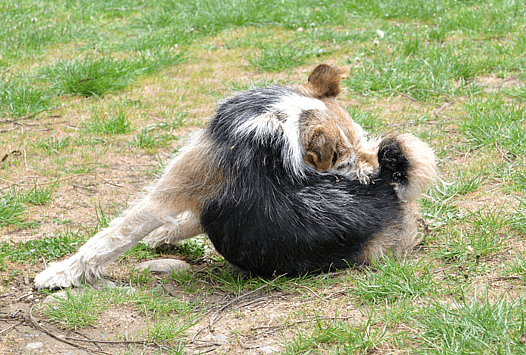 Aussiedoodle scratching