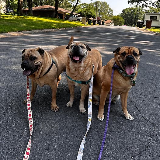 Ori Pei dogs