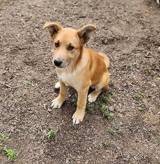 Puppy 26765 (Kamilla)