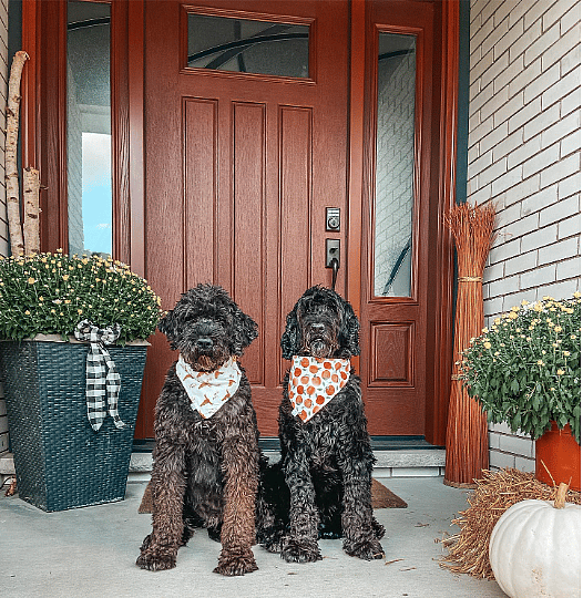 Portuguese Water Dog