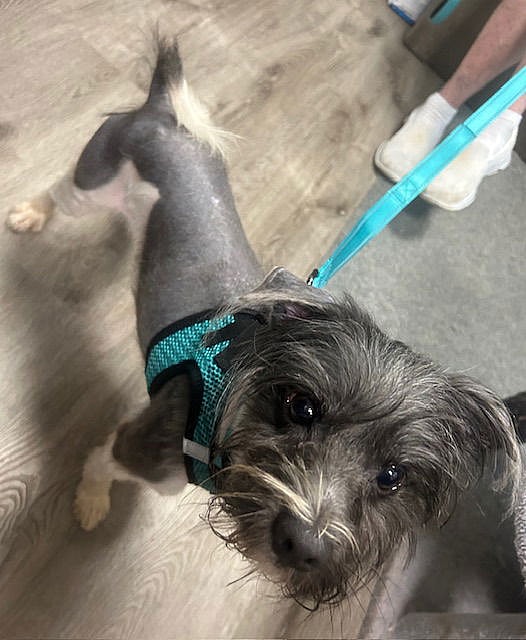 Jack Sparrow - Pomeranian