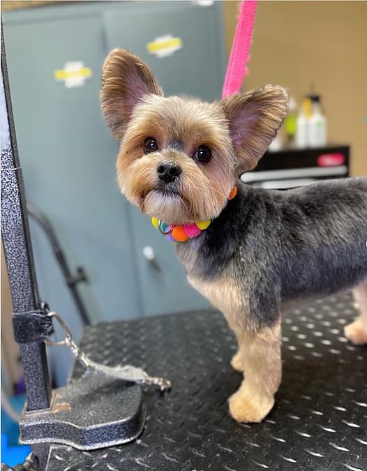 Yorkie Teddy Bear Haircut