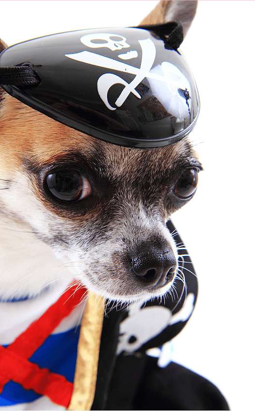 Chihuahua dogs names