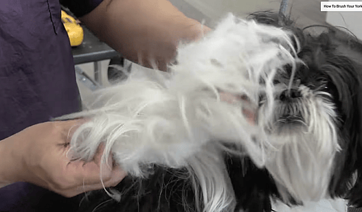Shaved Shih Tzu