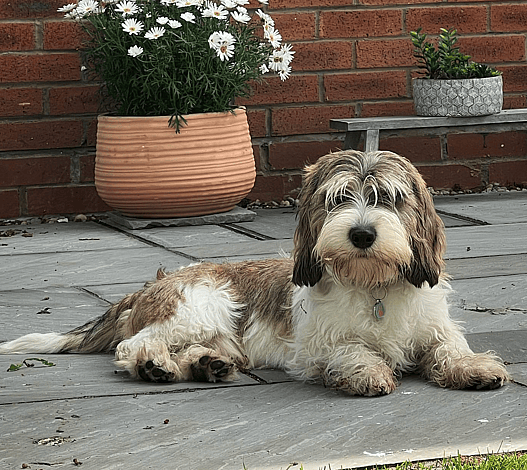 Basil the PBGV