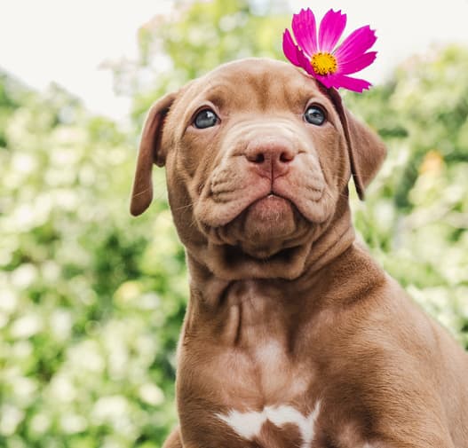 pitbull puppy with flower on his ear