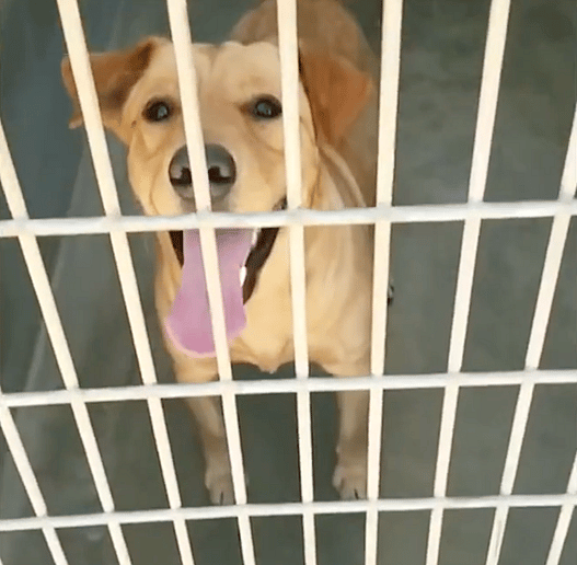 I broke this shelter dog out for Thanksgiving!