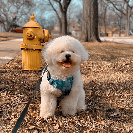 Remy the White Mini Doodle