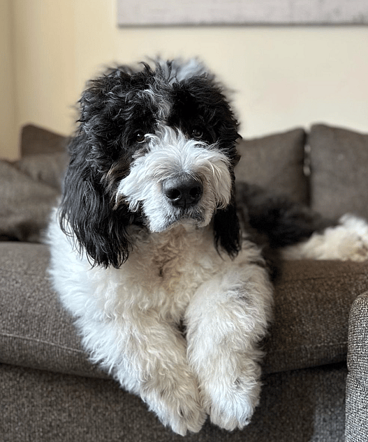 saint berdoodle