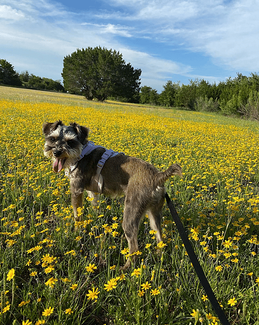 Snooki the Mini Schnoodle