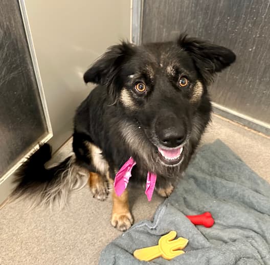 Black Shelter Dog