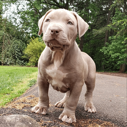 XXL Bully puppy