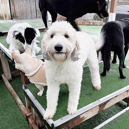 Bonus The Saint Berdoodle