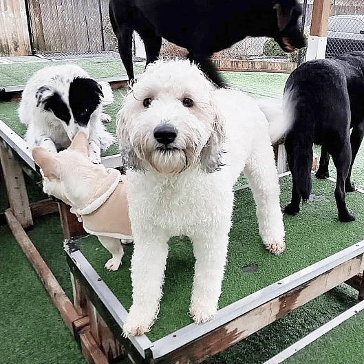 Bonus The Saint Berdoodle