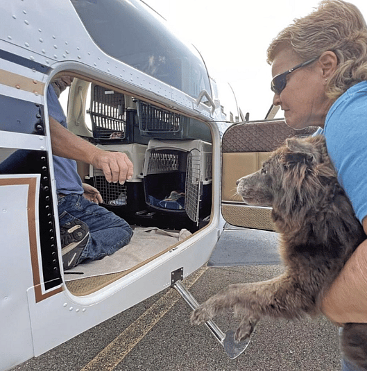 life saving flight for Lyon the German Shepherd looking for home