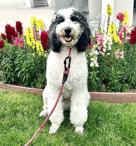 Iris the Black Spotted F1b Aussiedoodle