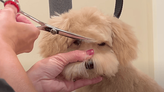 Teddy Bear Goldendoodle Haircut