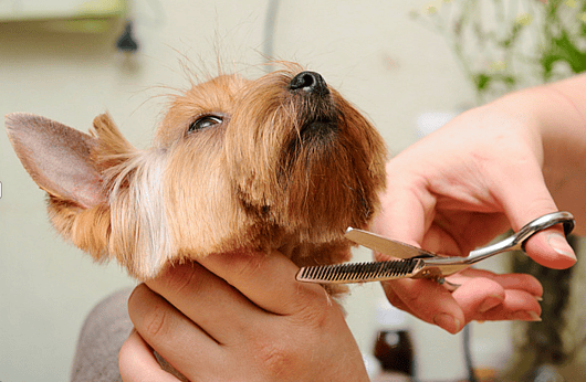 Teddy Bear Haircut