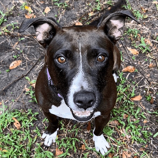 Mama Dog Left Behind