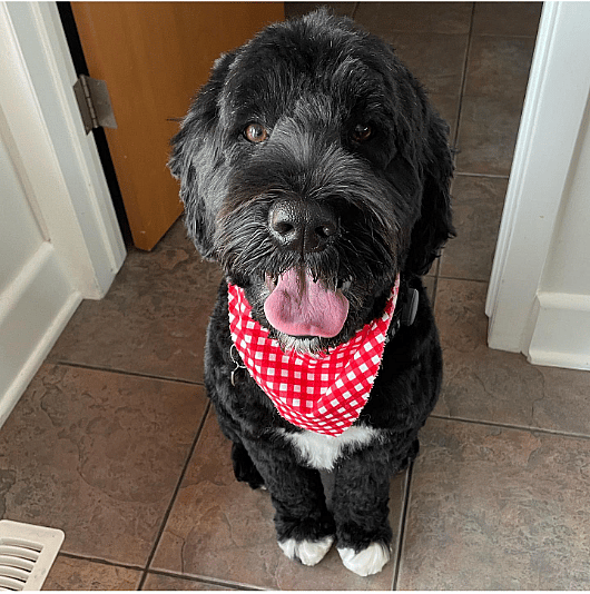 Portuguese Water Dog
