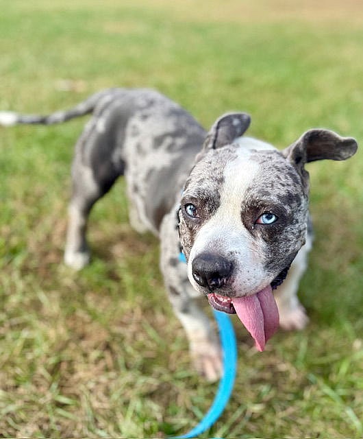 Star - American Pit Bull Terrier