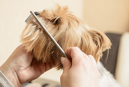 Teddy Bear Haircut