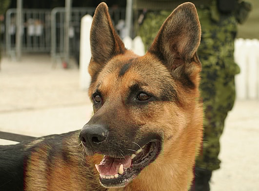 military working dog