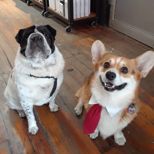 Ori Pei dog and a corgi