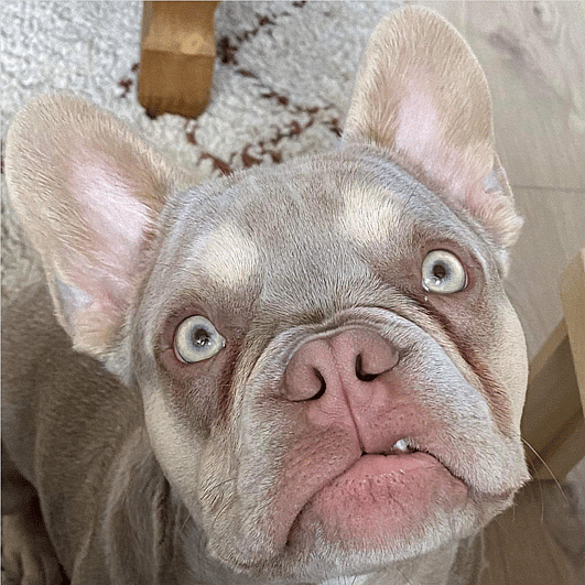 Goose The Isabella French Bulldog