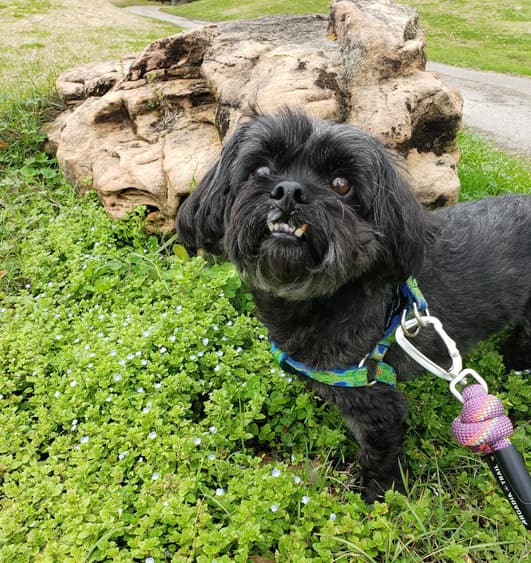 a Peekapoo