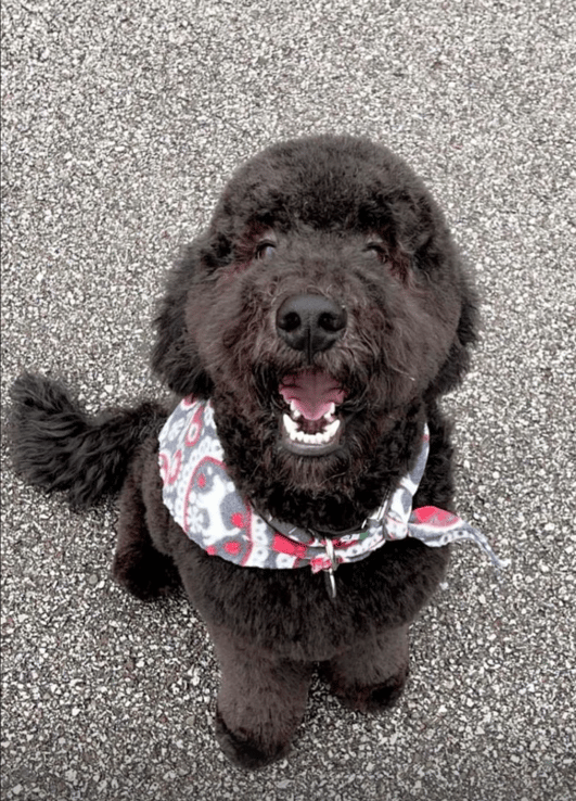 Giuseppe, Marco donatelli's dog