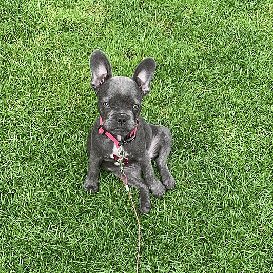 Cheyenne the Blue-Eyed Blue French Bulldog