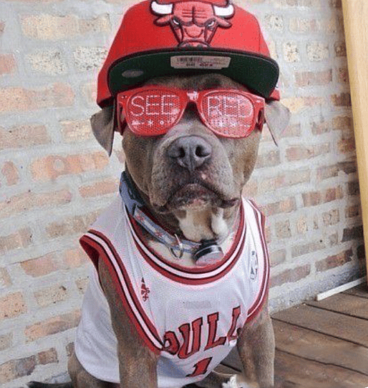 Chicago Bulls Basketball Dog Names