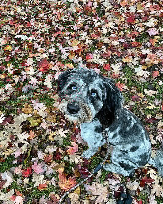 Rudy the Blue Merle Mini Aussiedoodle