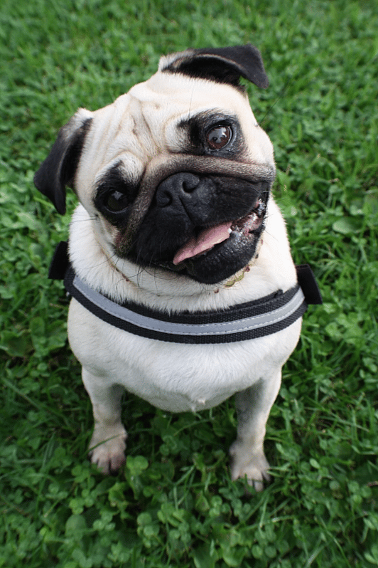 Pug Names