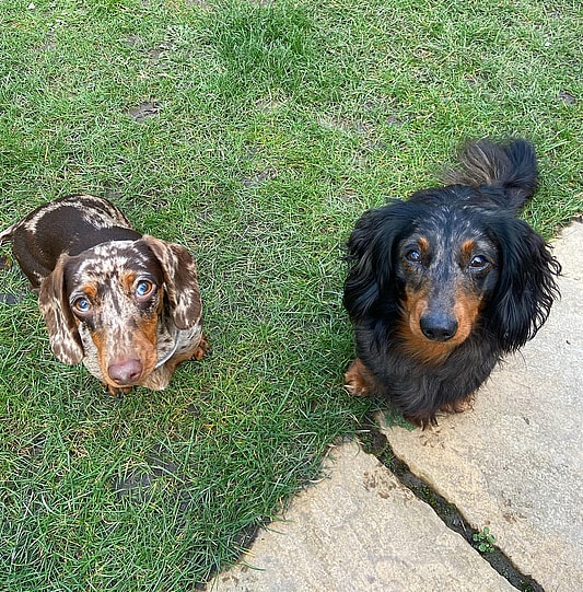 Long Hair Dapple Dachshund
