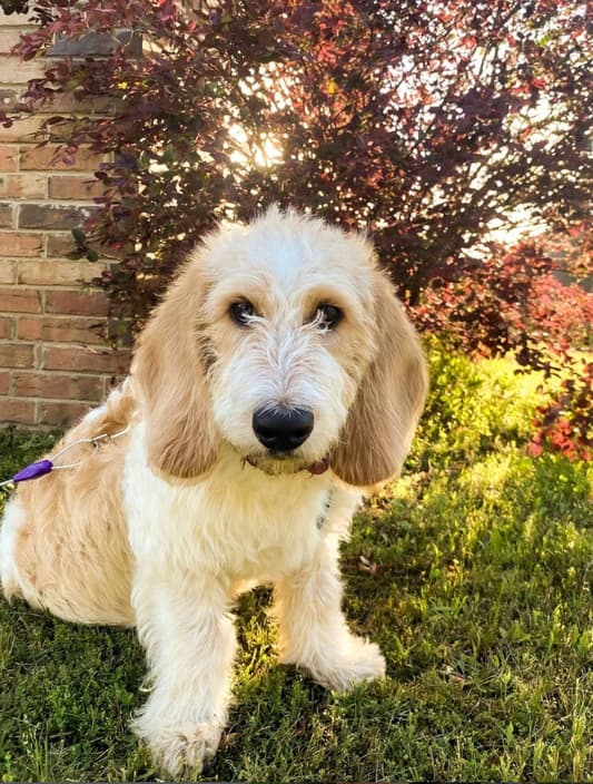 Bassetoodle