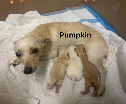 Pumpkin