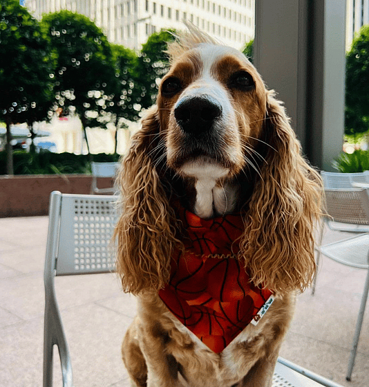 Houston Rockets Basketball Dog Names