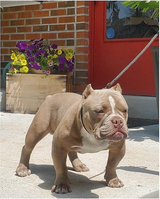 Rosco the micro bully