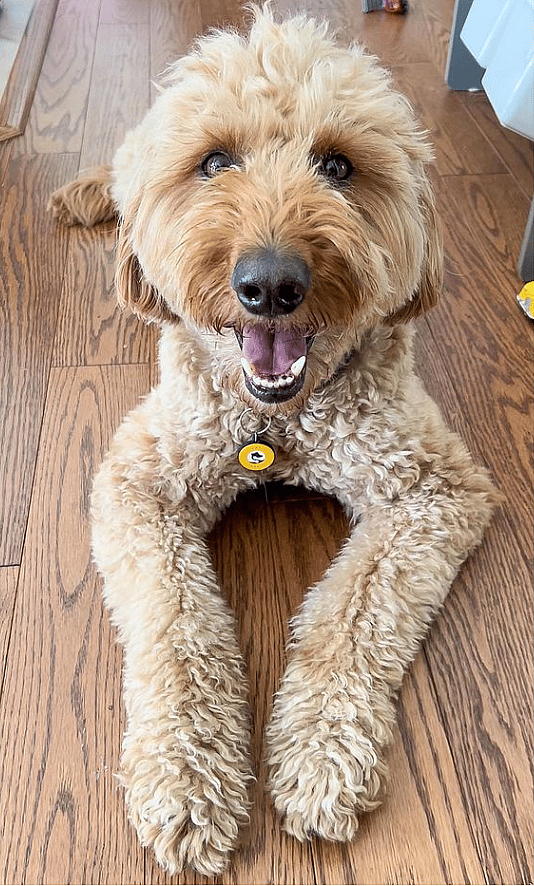 goldendoodle