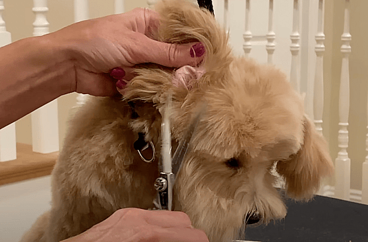 Teddy Bear Goldendoodle Haircut