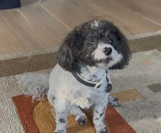 Zorro