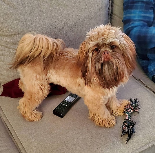 The Shaved Shih Tzu: Lion cut